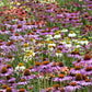 coneflower paradiso mix