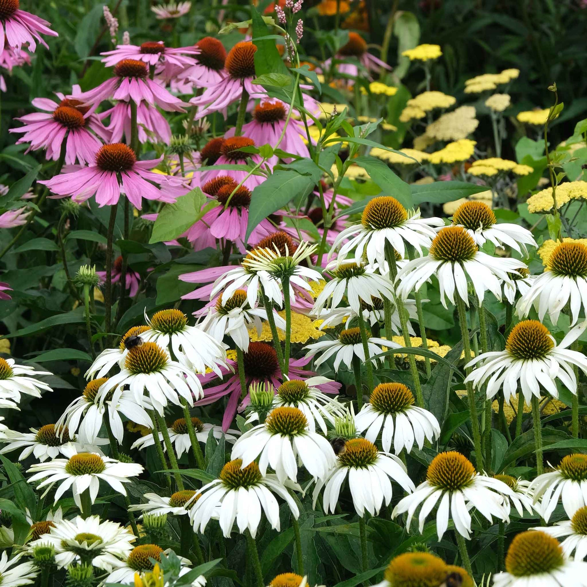 echinacea purpurea white swan seeds Coneflower Seeds - White Swan | Flower Seeds in Packets & Bulk
