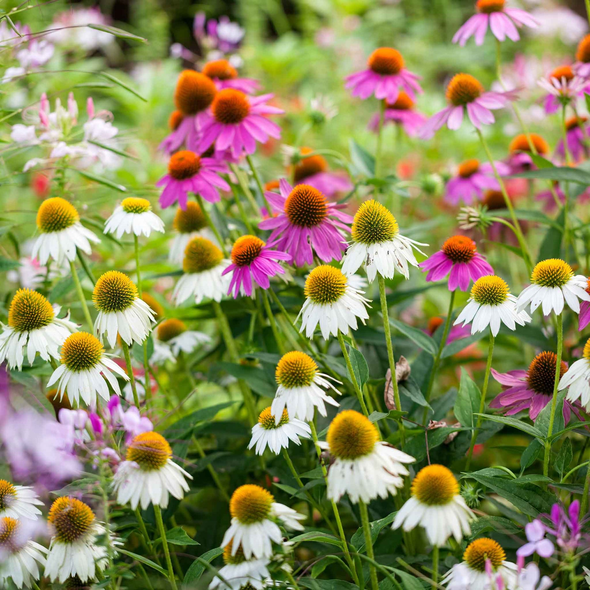 bulk echinacea seeds Coneflower Seeds - White Swan | Flower Seeds in Packets & Bulk