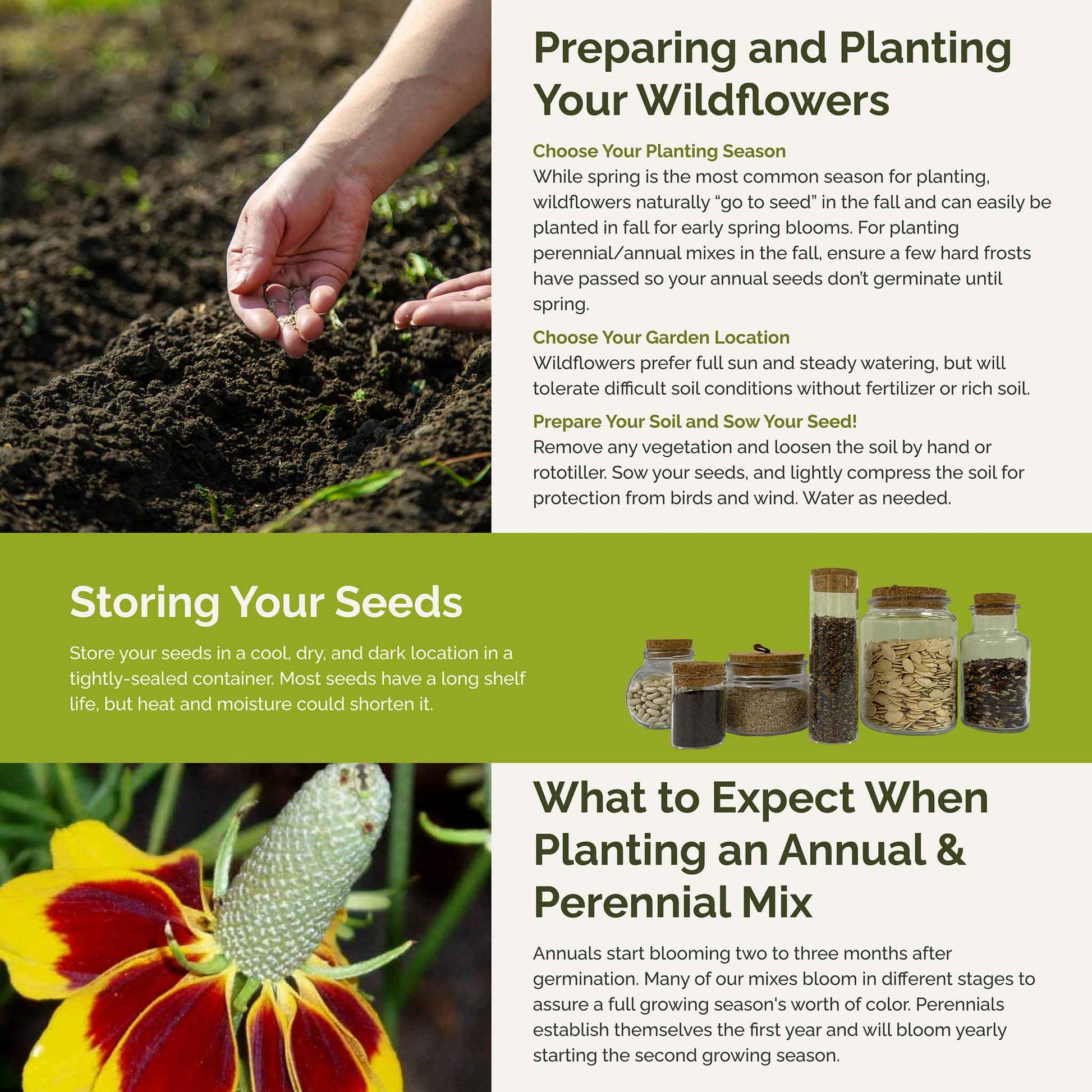 planting coneflower seeds indoors Bulk Conehead - Coneflower Seed Mix