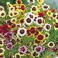 coreopsis dwarf mix