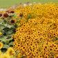 plains coreopsis