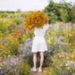 plains coreopsis