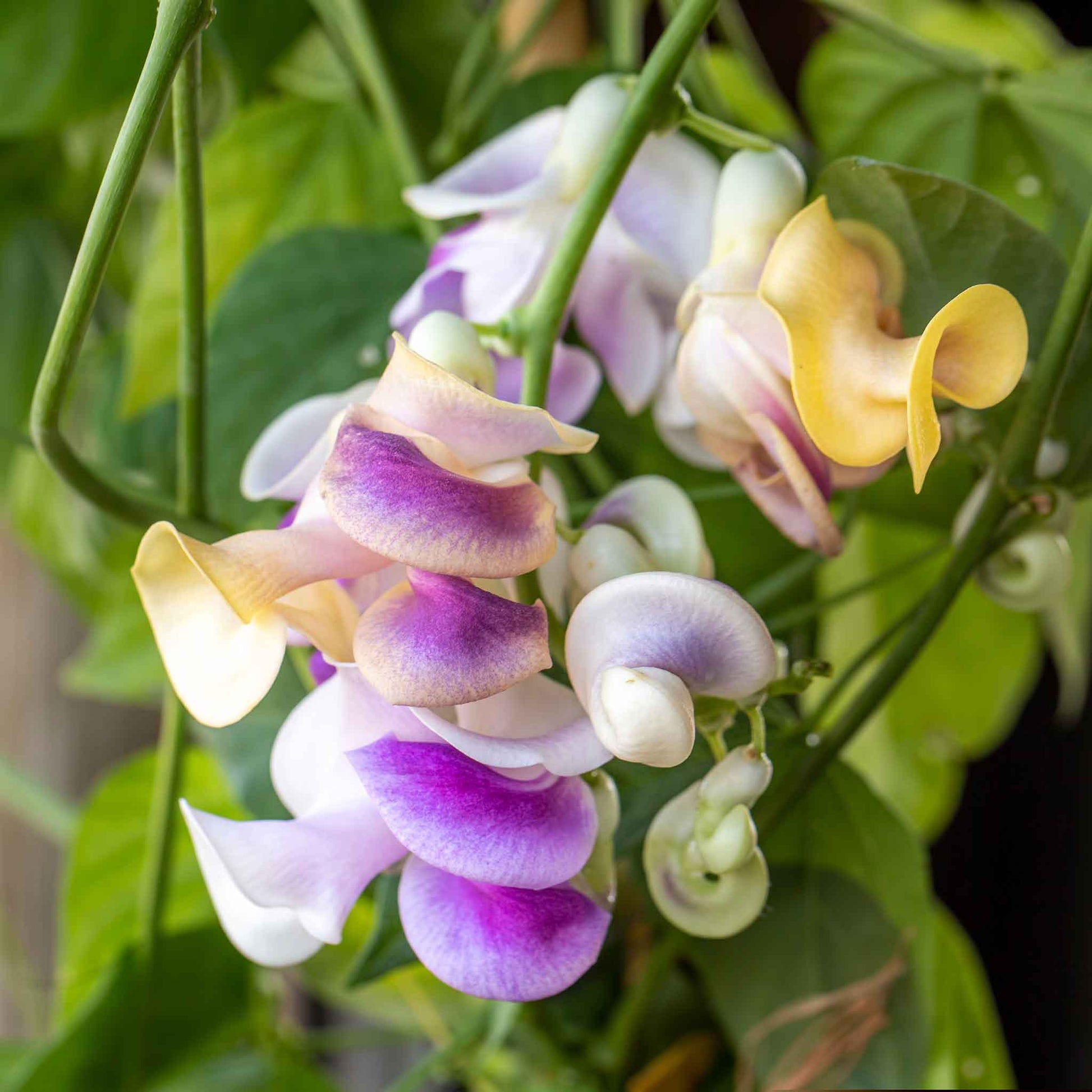 snail flower seeds Bulk Corkscrew Vine Seeds
