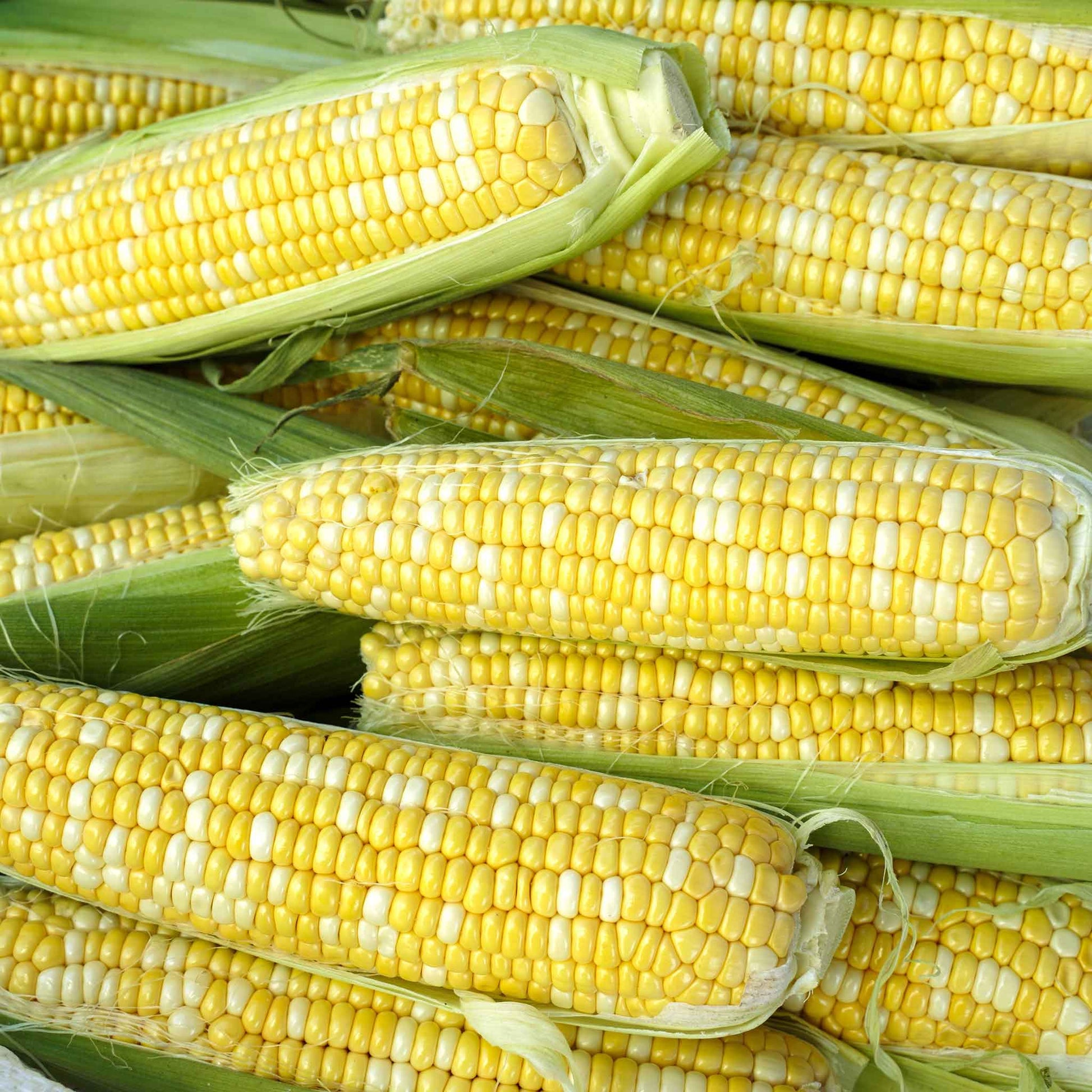 bulk corn seeds for planting Bulk Corn Seeds - Bilicious