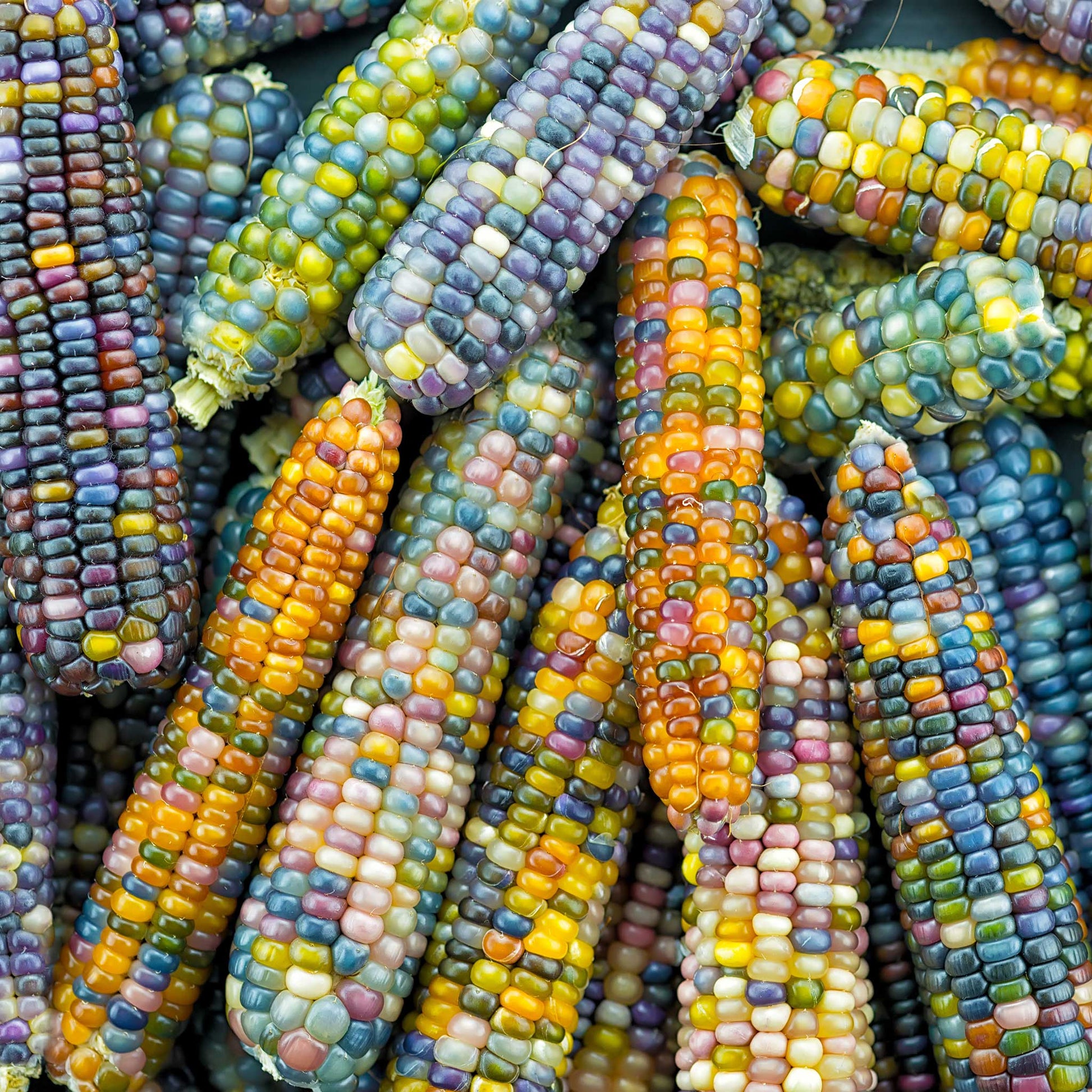 bulk corn seeds for planting Corn Seeds - Glass Gem | Vegetable Seeds in Packets & Bulk