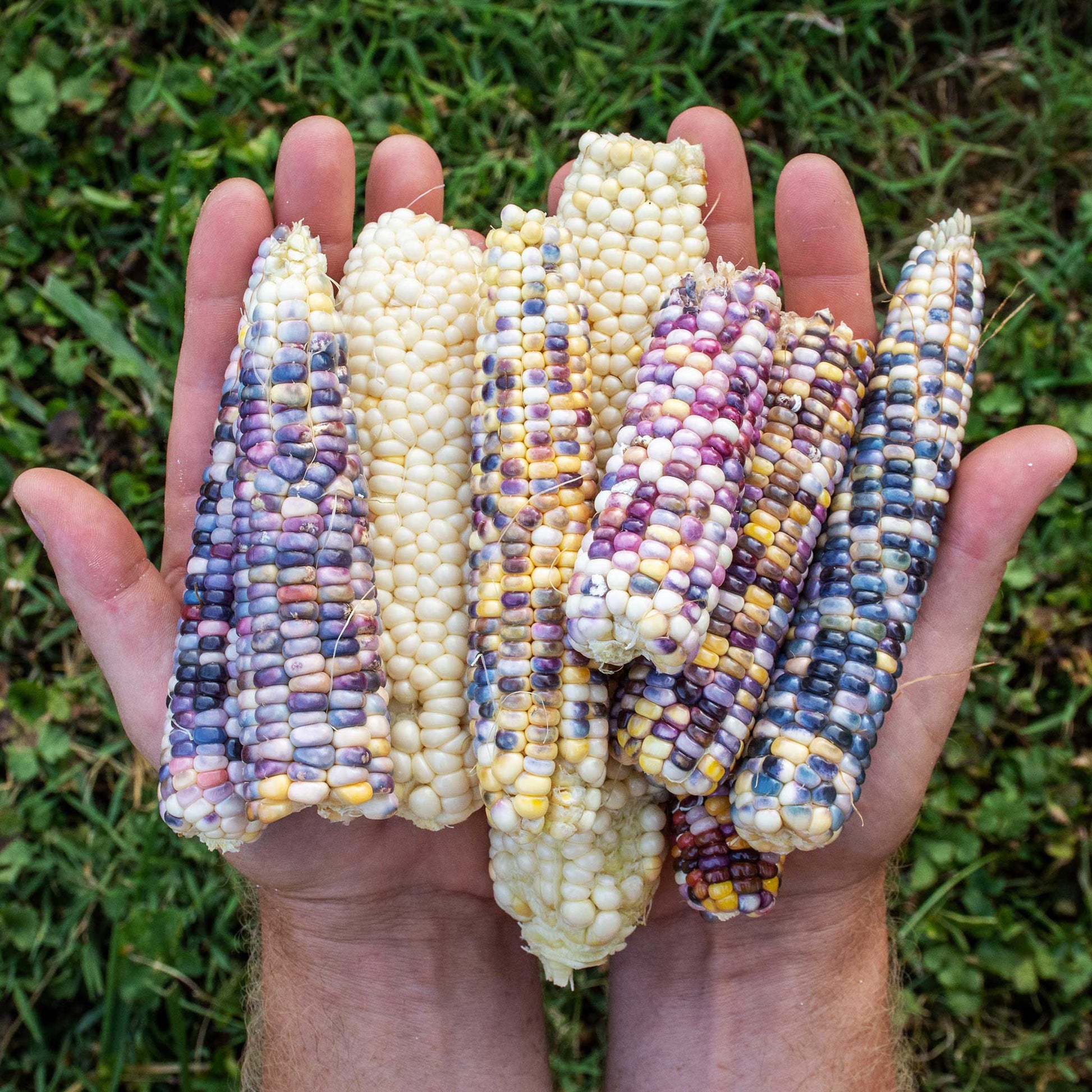 bulk corn seeds for planting Corn Seeds - Glass Gem | Vegetable Seeds in Packets & Bulk