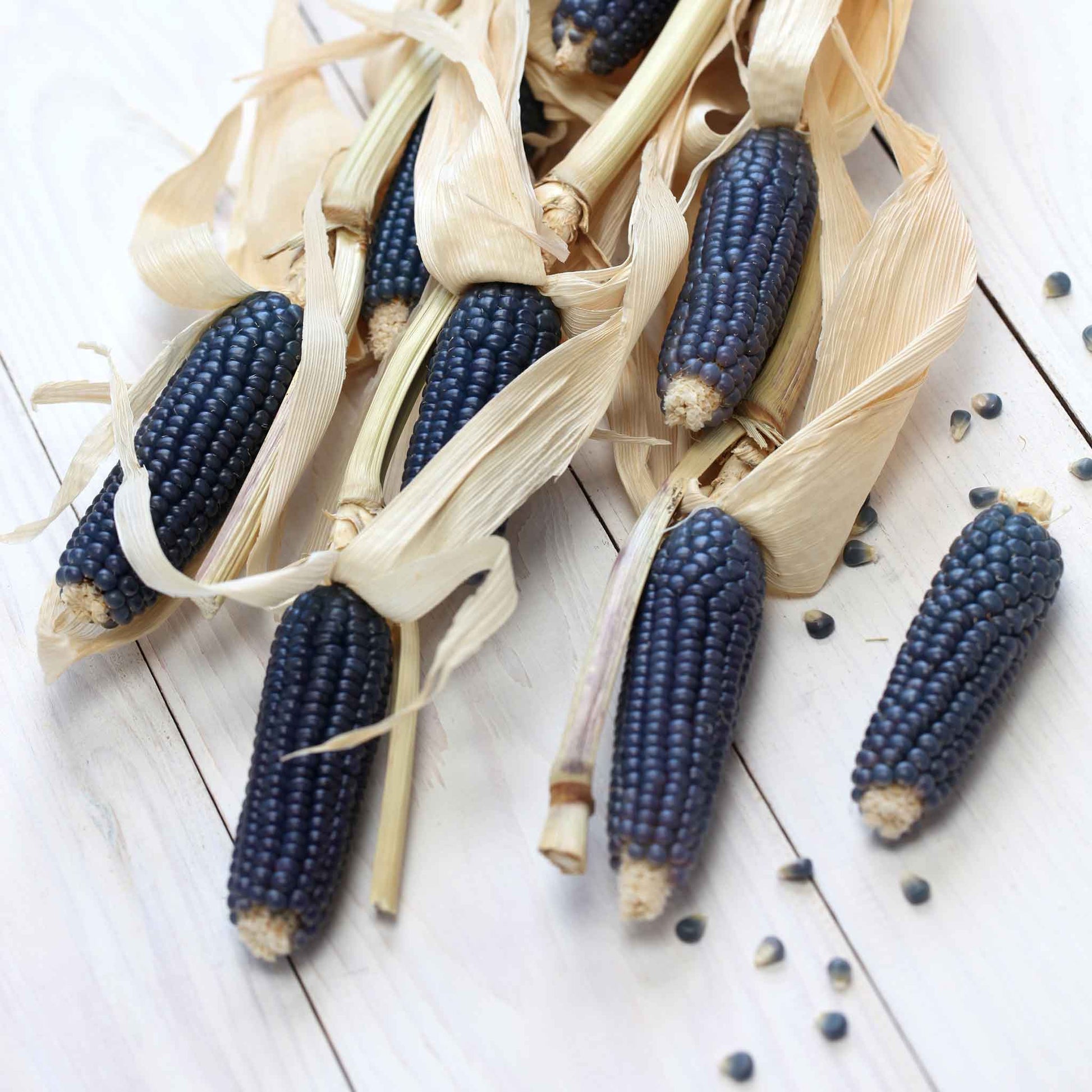 bulk corn seeds for planting Bulk Corn Seeds (Organic) - Blue Hopi