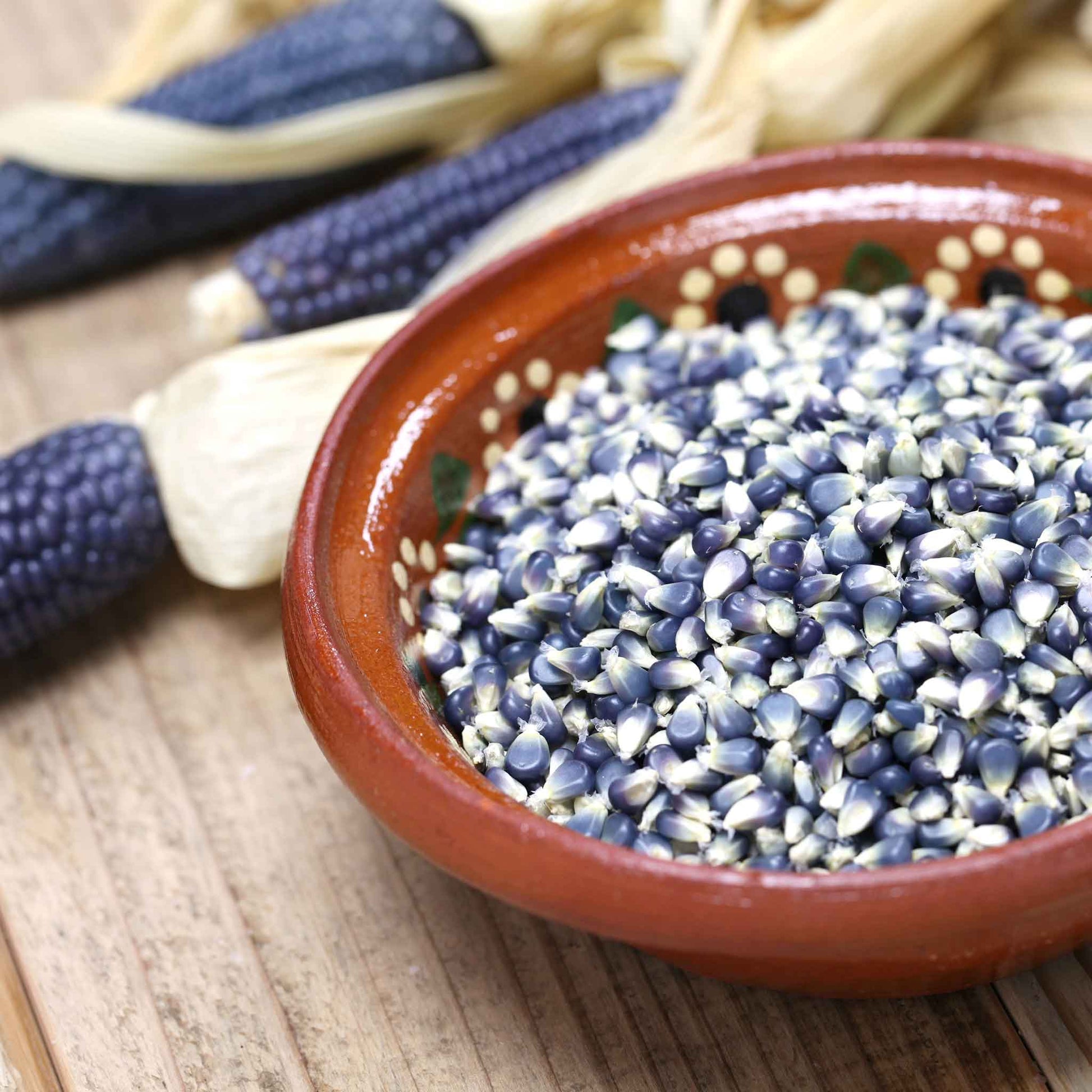 bulk corn seeds for planting Bulk Corn Seeds (Organic) - Blue Hopi