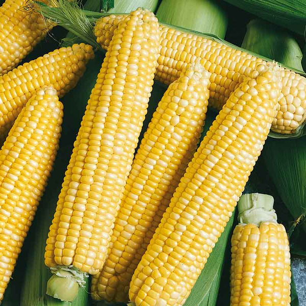 Bulk Corn Seeds - Peaches & Cream | Bulk Seed Store