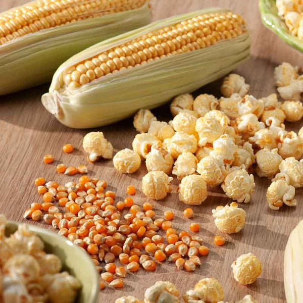 white popcorn seeds for planting Bulk Corn Seeds - Popcorn