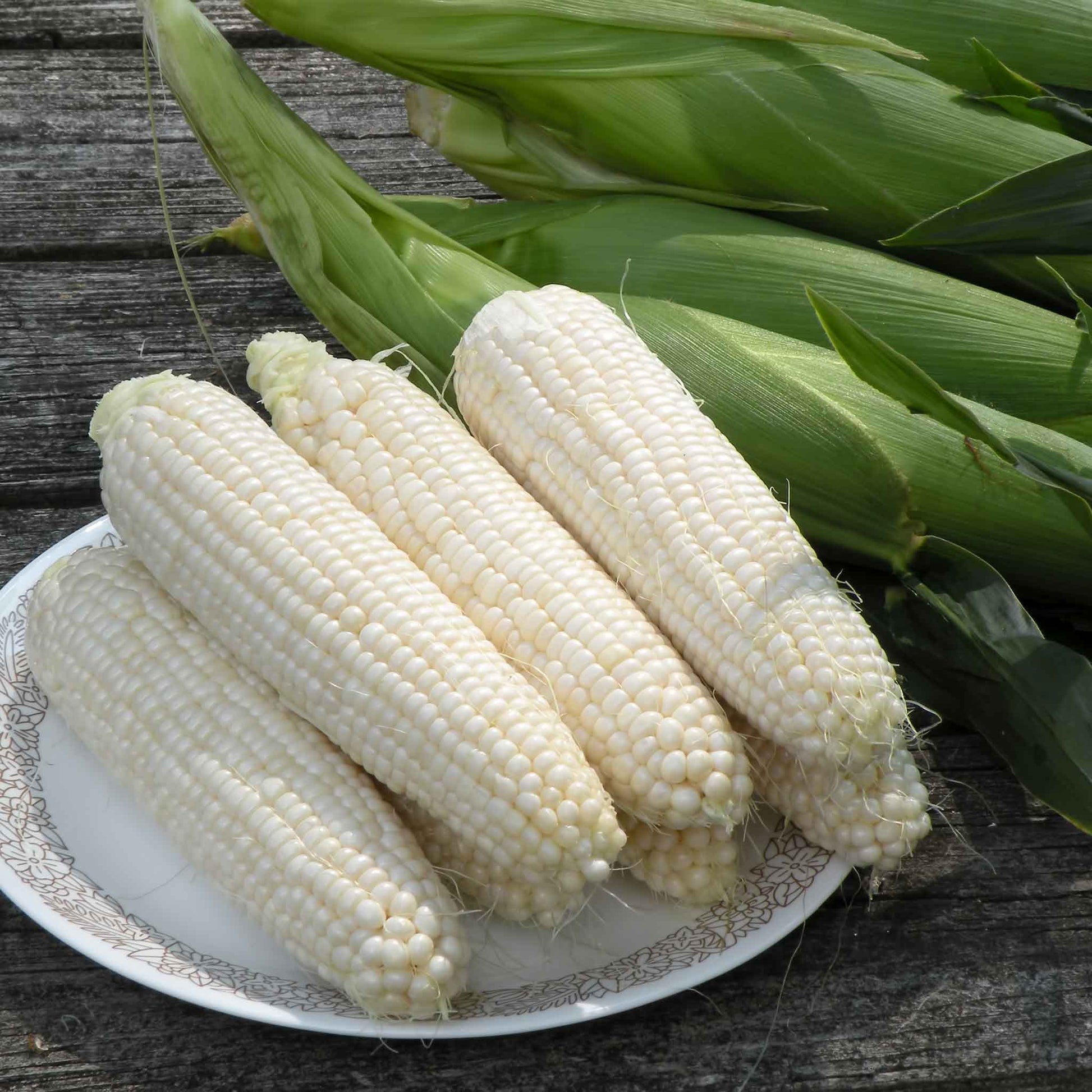 best corn seeds to plant Bulk Corn Seeds - Silver Queen