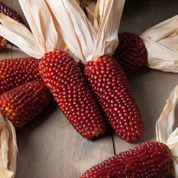 strawberry corn seeds Bulk Corn Seeds - Strawberry Popcorn