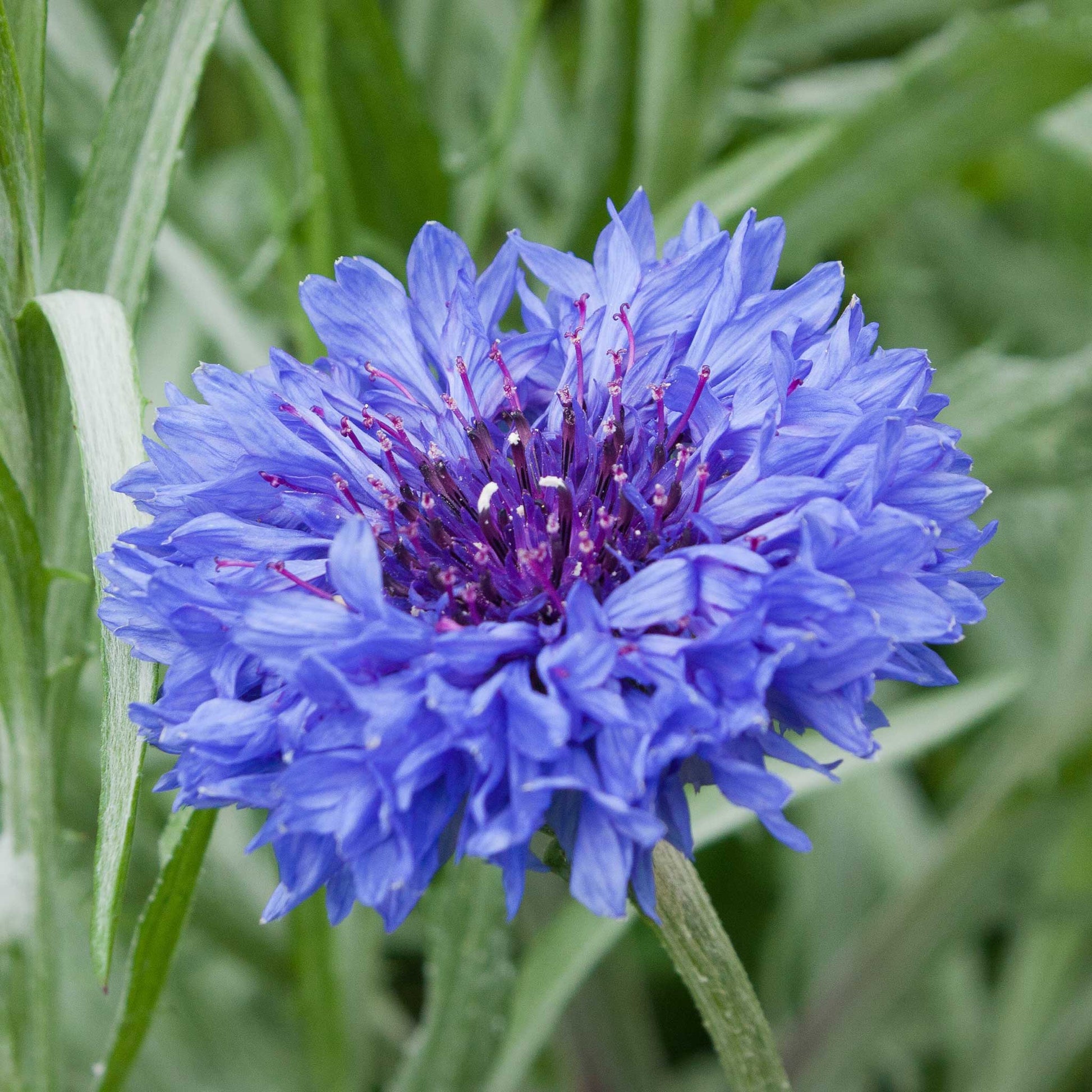 organic cut flower seeds Organic Cornflower Seeds - Jubilee Gem | Flower Seeds in Packets & Bulk
