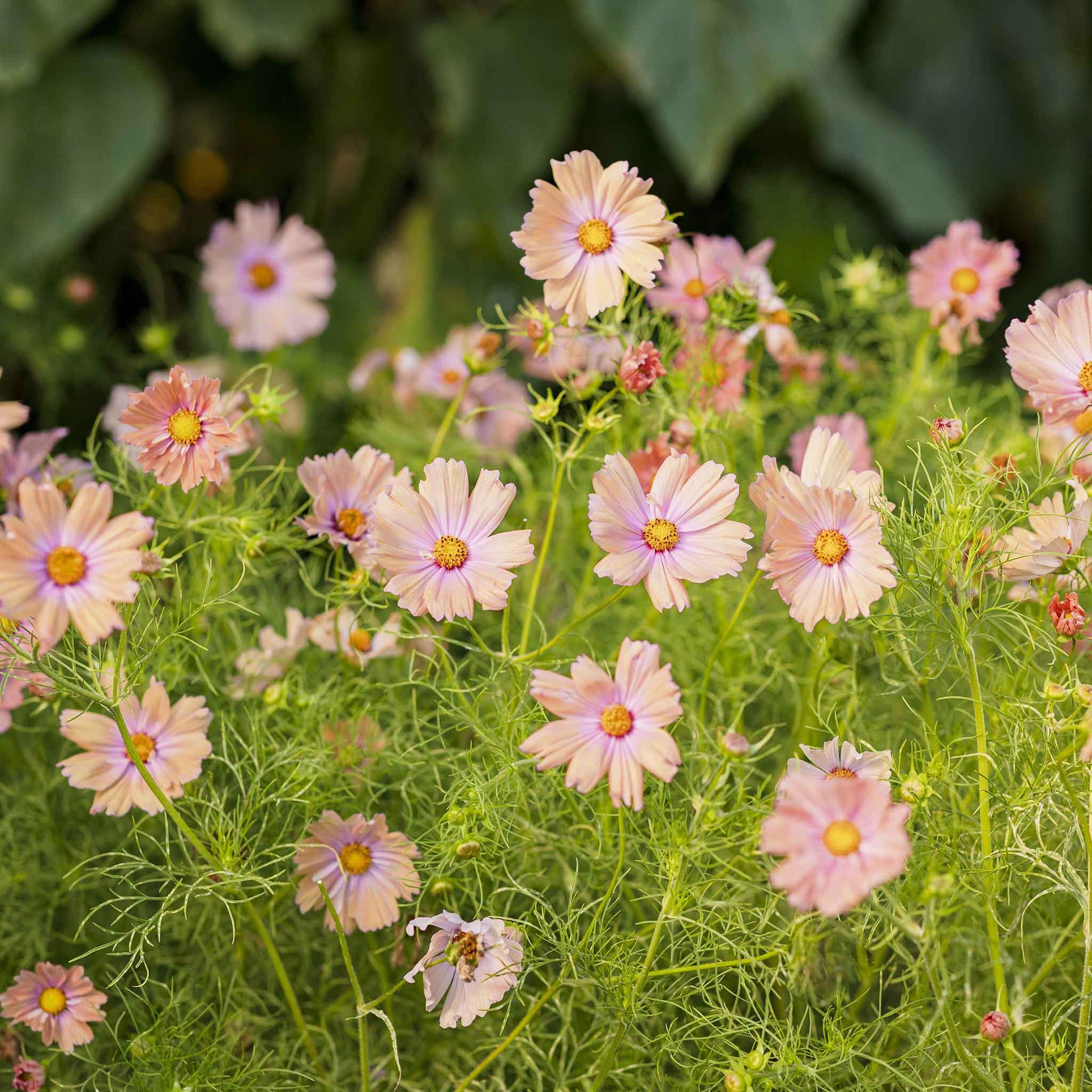cosmos planting seeds Bulk Cosmos Seeds - Apricotta | Flower Seeds