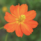 A single orange cosmos from the sulphur crest mix with a blurred green background.