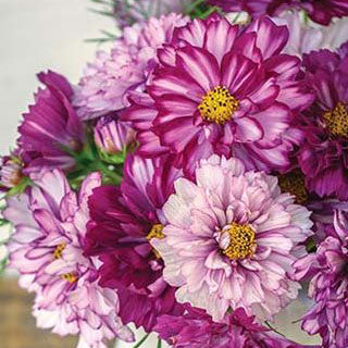 cosmos double click double violet