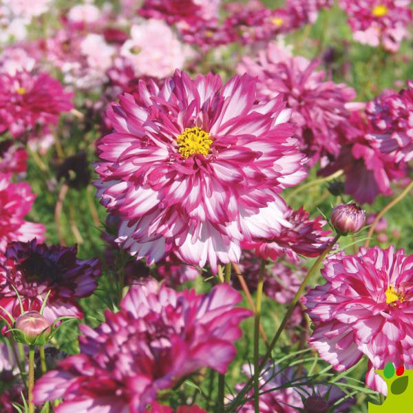 cosmos double click double violet