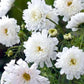 cosmos double click white knight