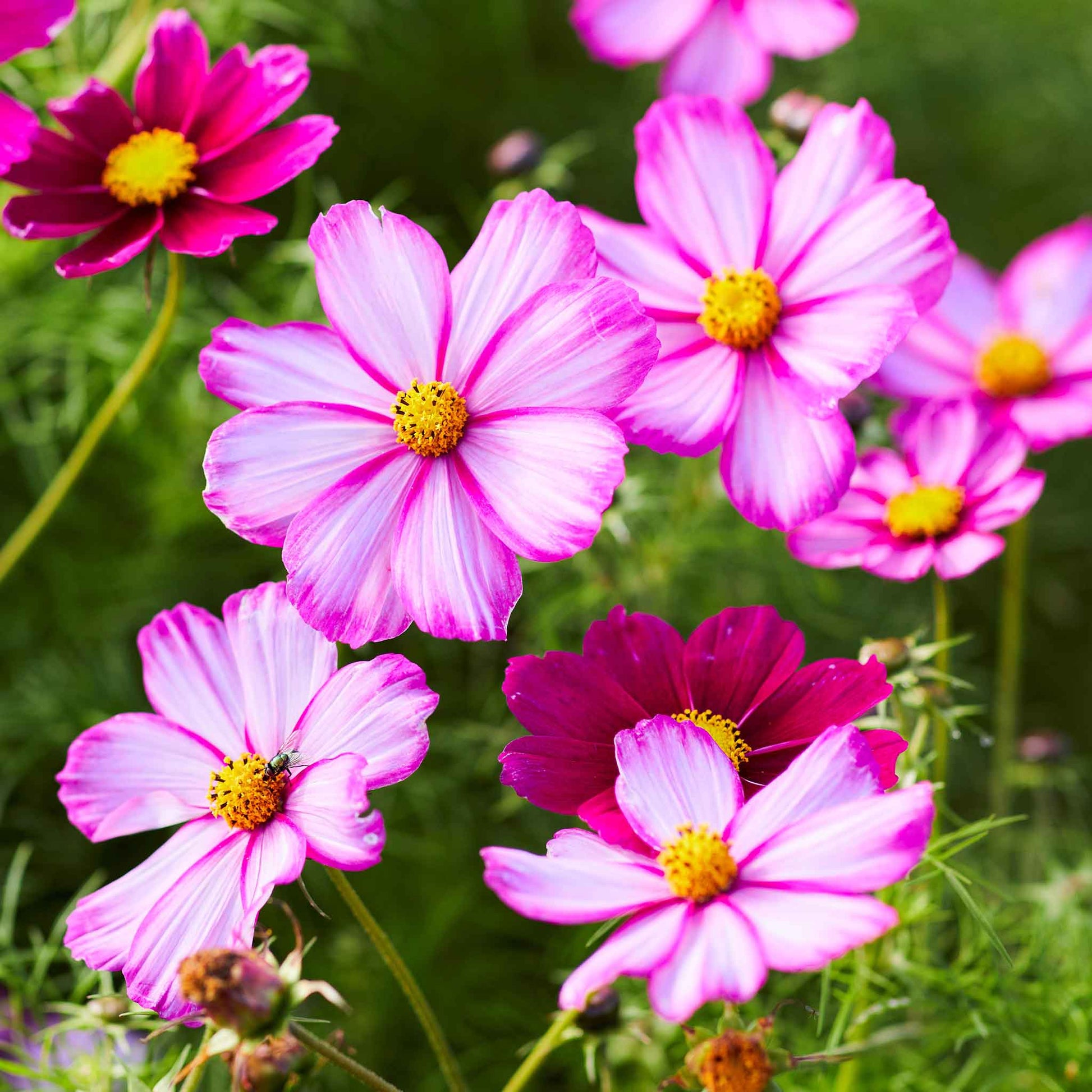 cosmos flower seeds online Bulk Cosmos Seeds - Picotee