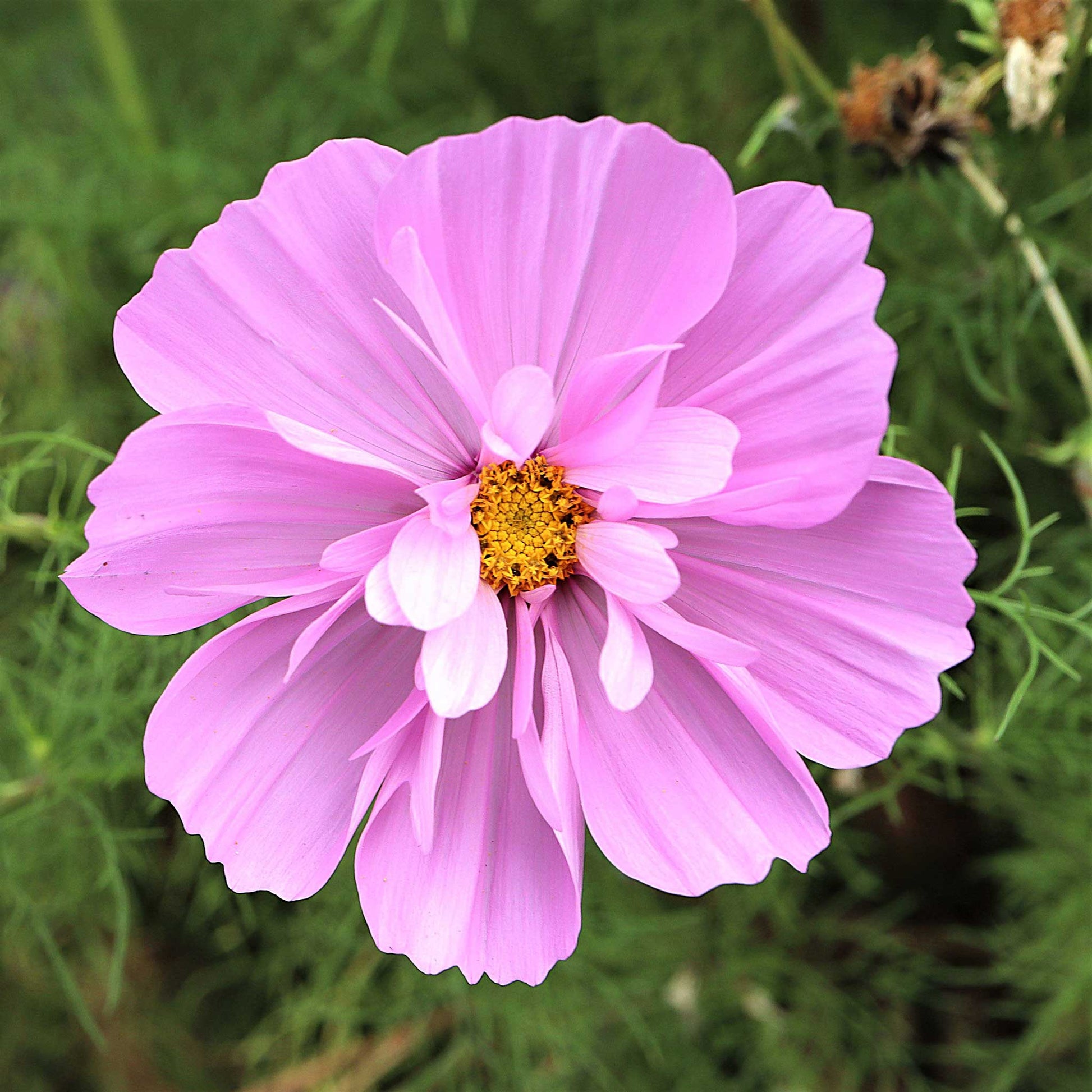 cosmos psyche