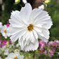 cosmos psyche