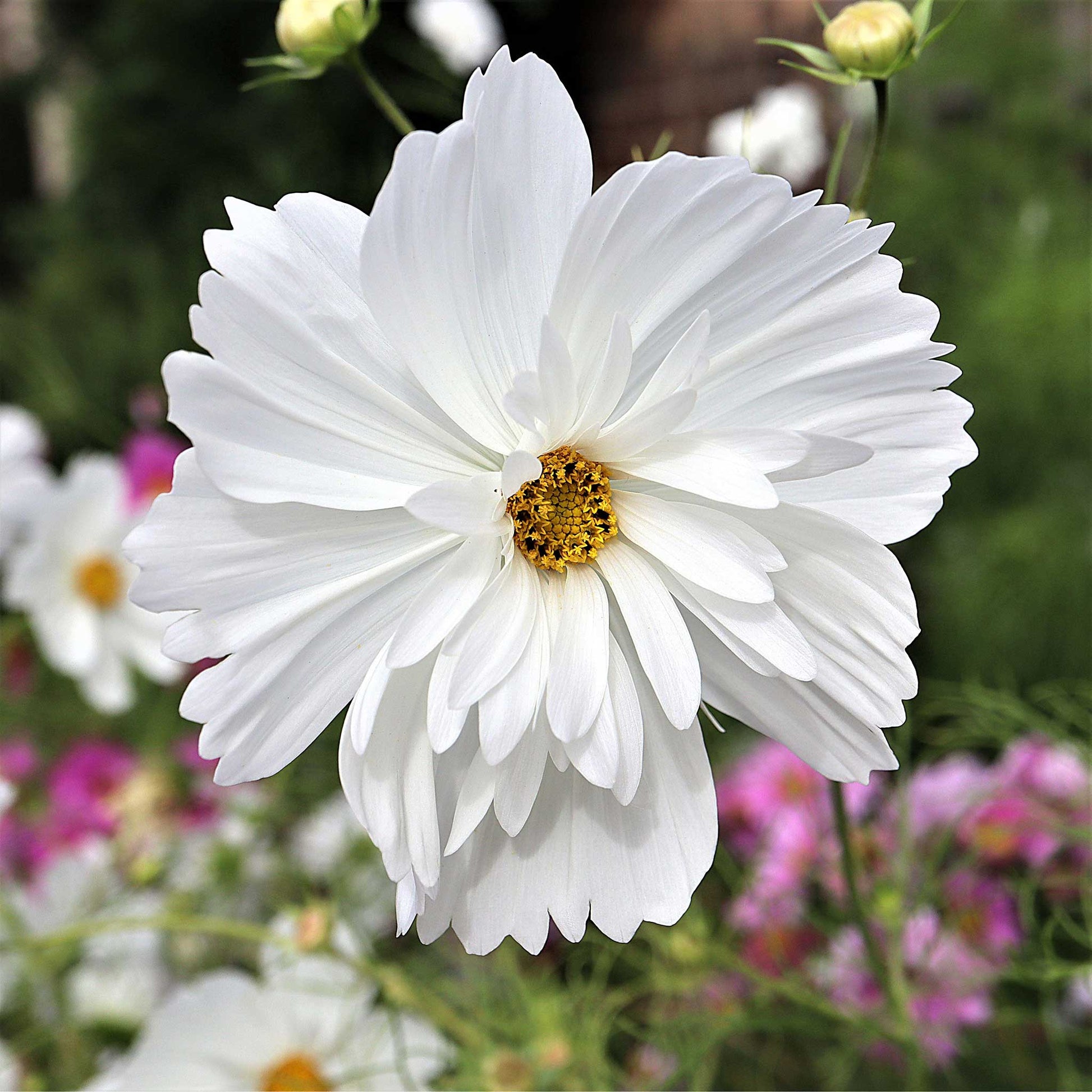 cosmos psyche
