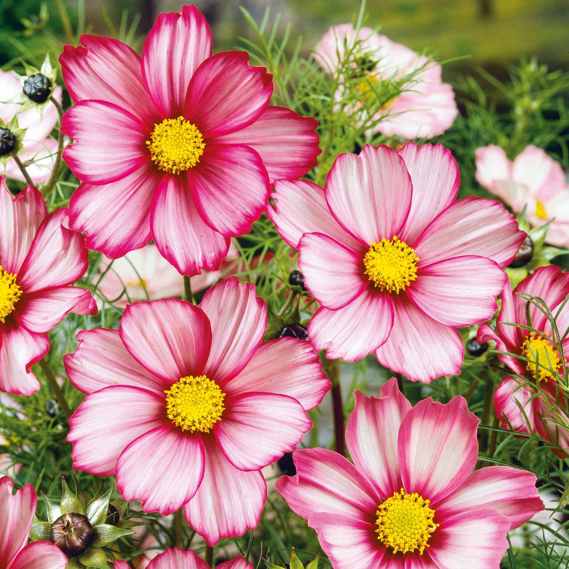 cosmos flower seeds for sale Bulk Cosmos Seeds - Red Stripe