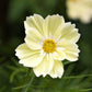 cosmos xanthos