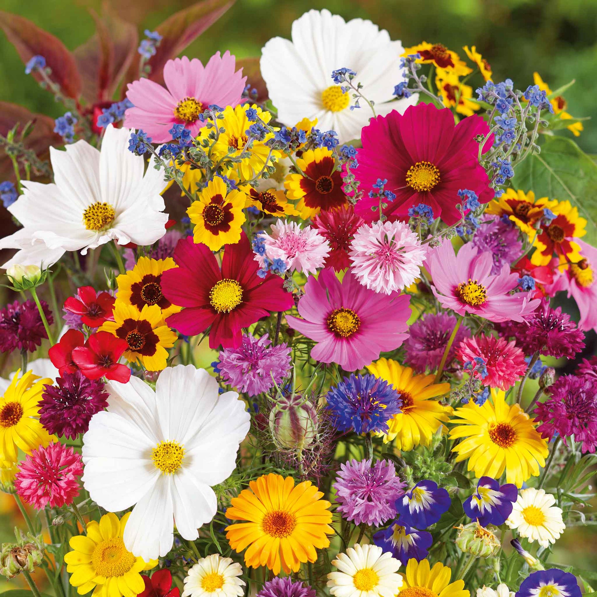 buy flower seeds in bulk Bulk Country Garden Flower Seed Mix