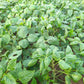 Close-up of Cover Crop Black Eyed Cowpea plants in a field
