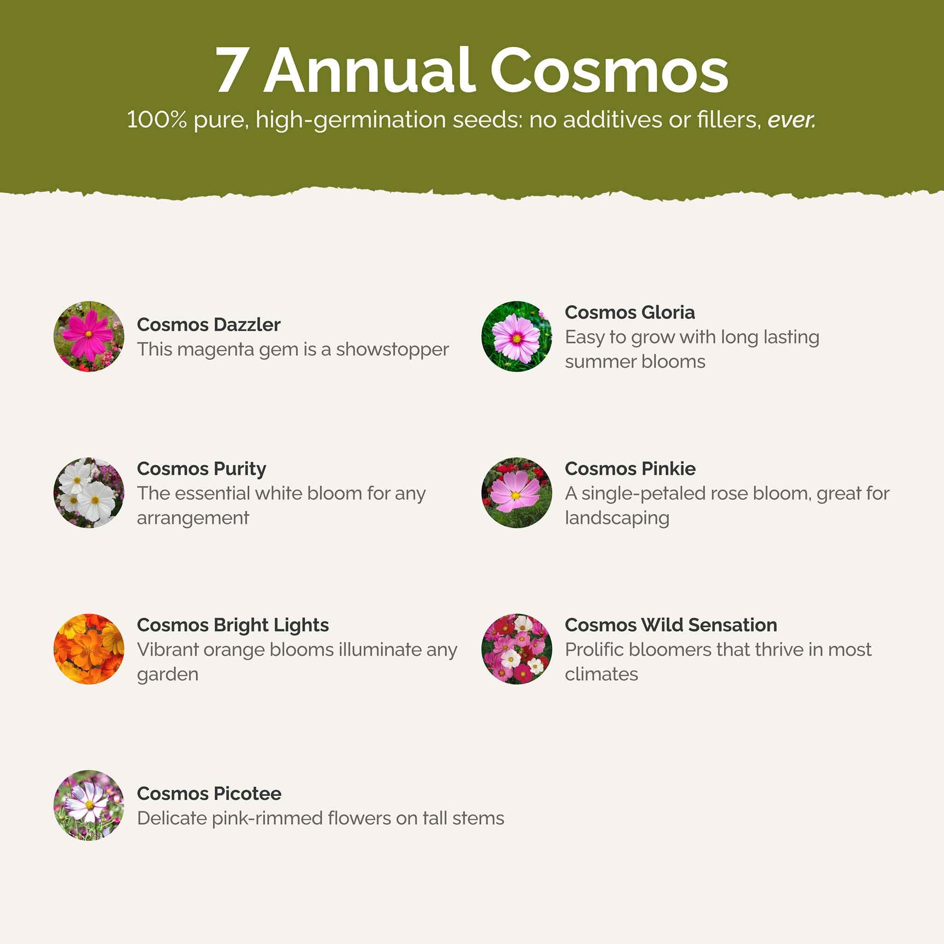 crazy for comos contents