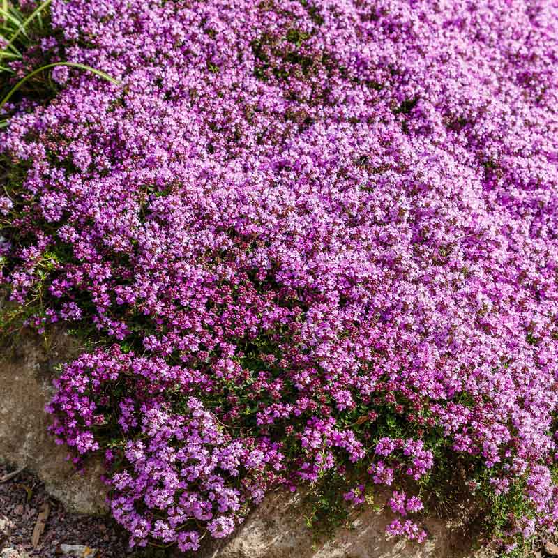 Bulk Creeping Thyme Seeds Bulk Seed Store bulk-creeping-thyme-seeds-bulk-seed-store