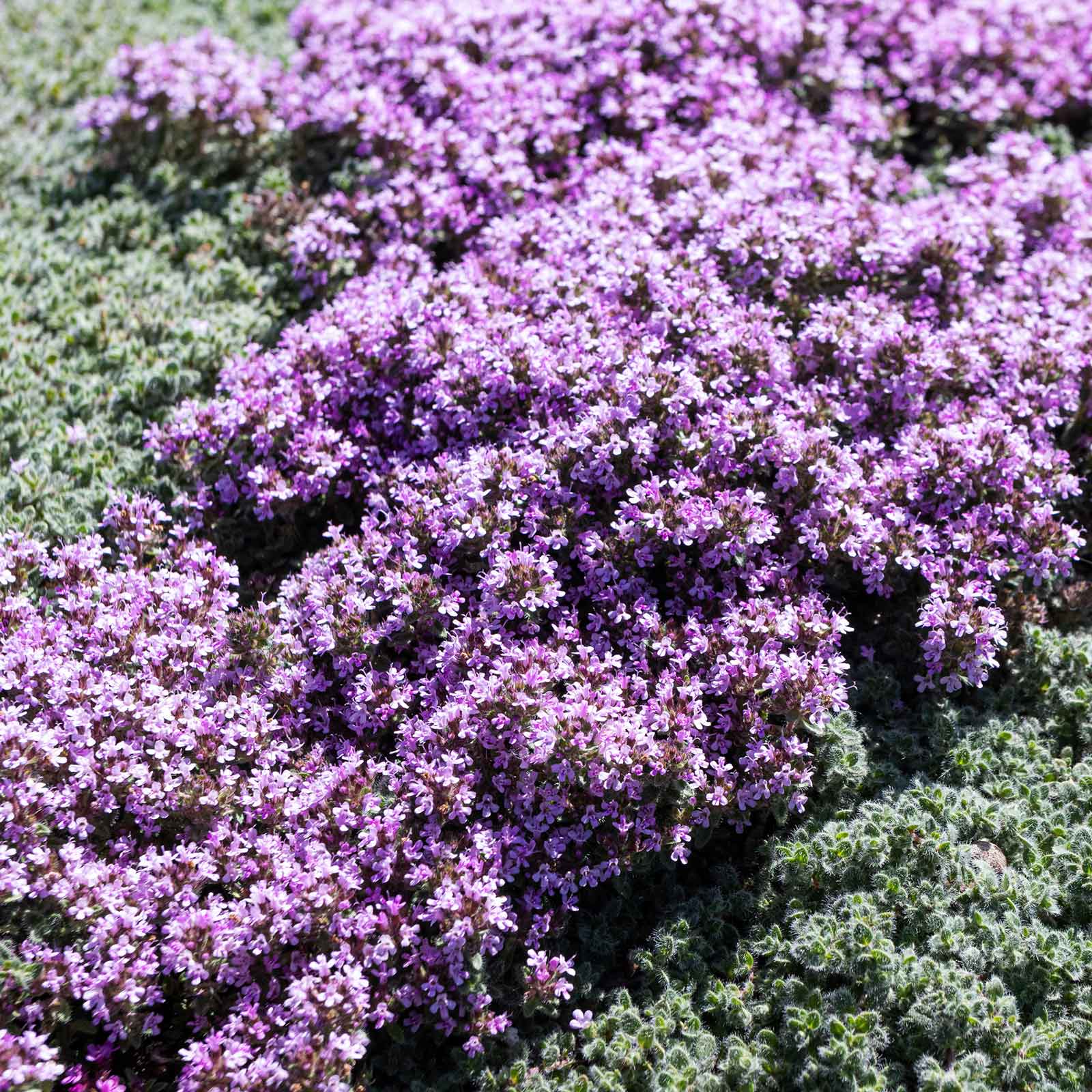 thyme garden seed company Bulk Creeping Thyme Seeds