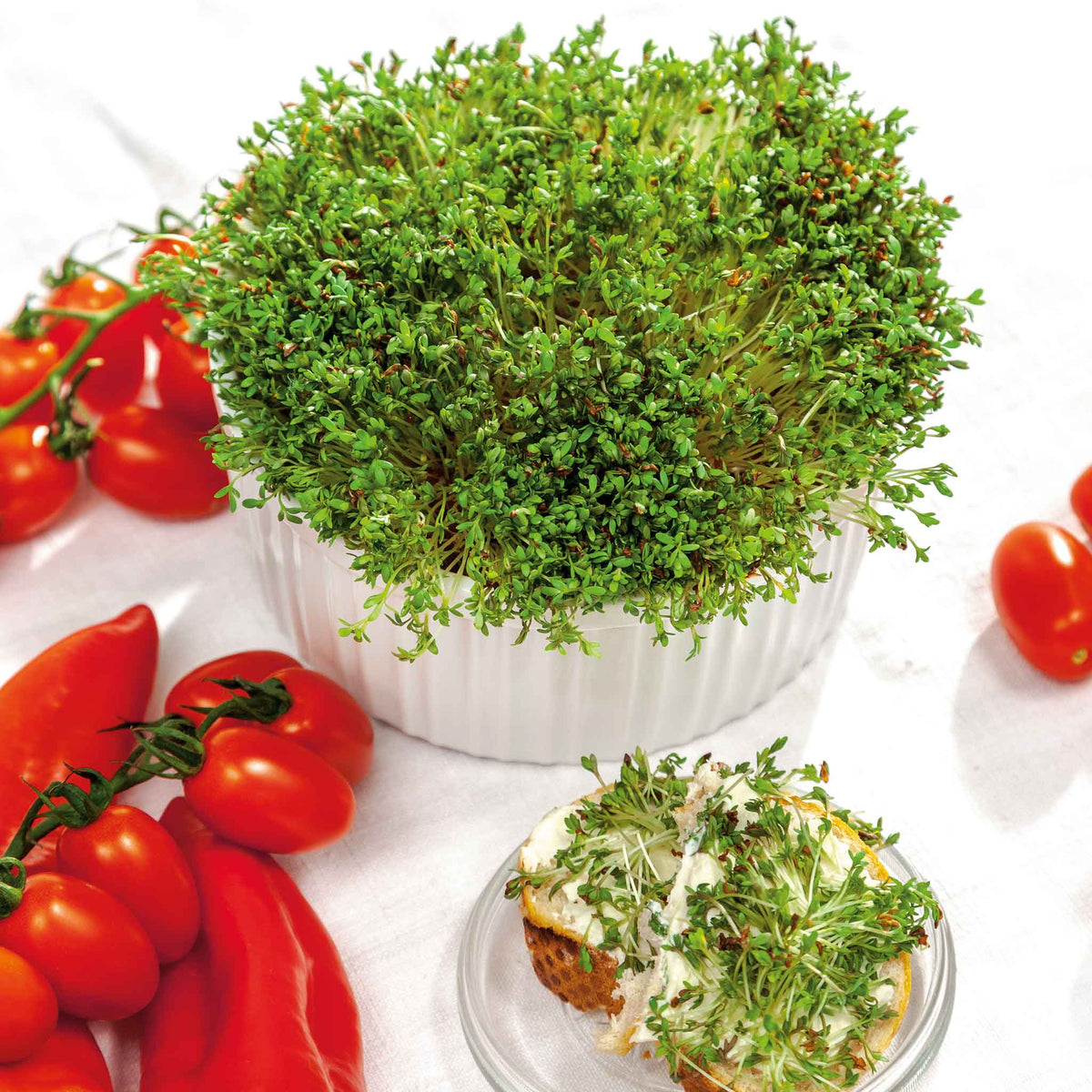Cress Rocal Bulk Cress Seeds - Curled | Bulk Seed Store