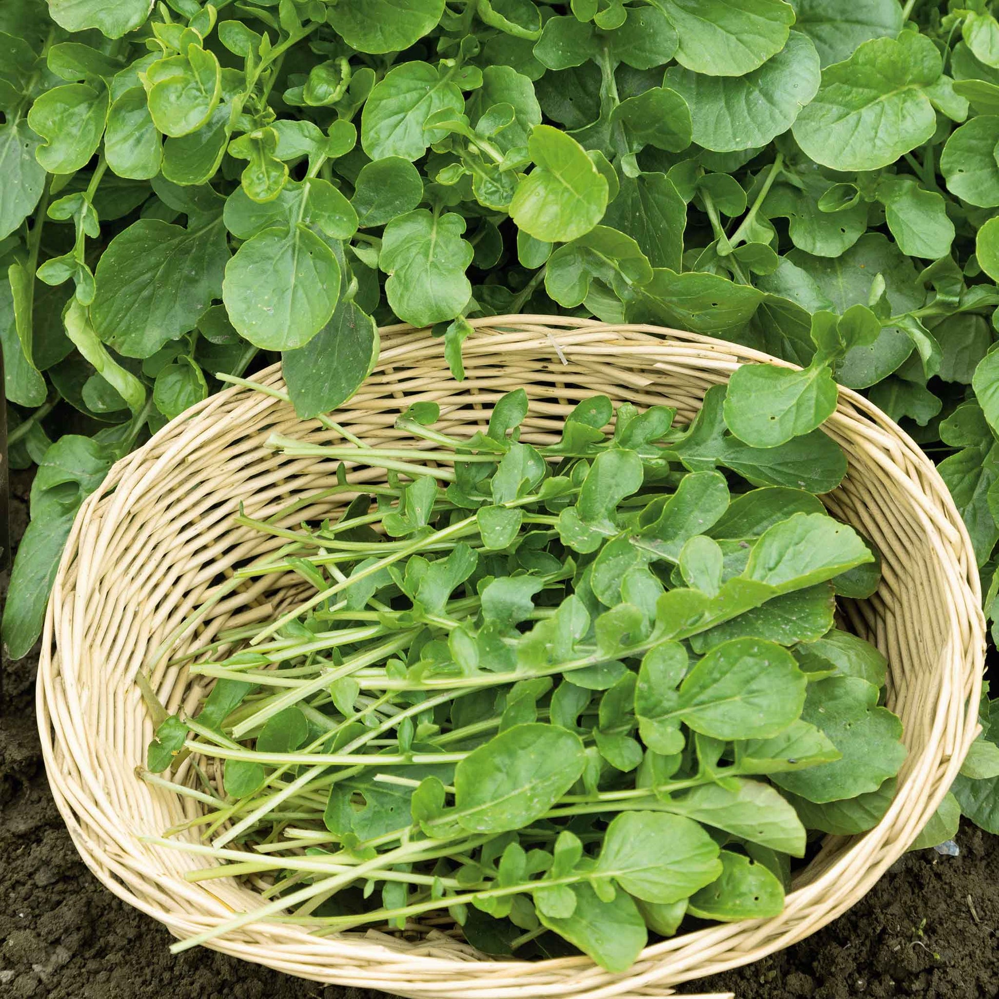 garden cress seeds for sale Bulk Cress Seeds - Upland