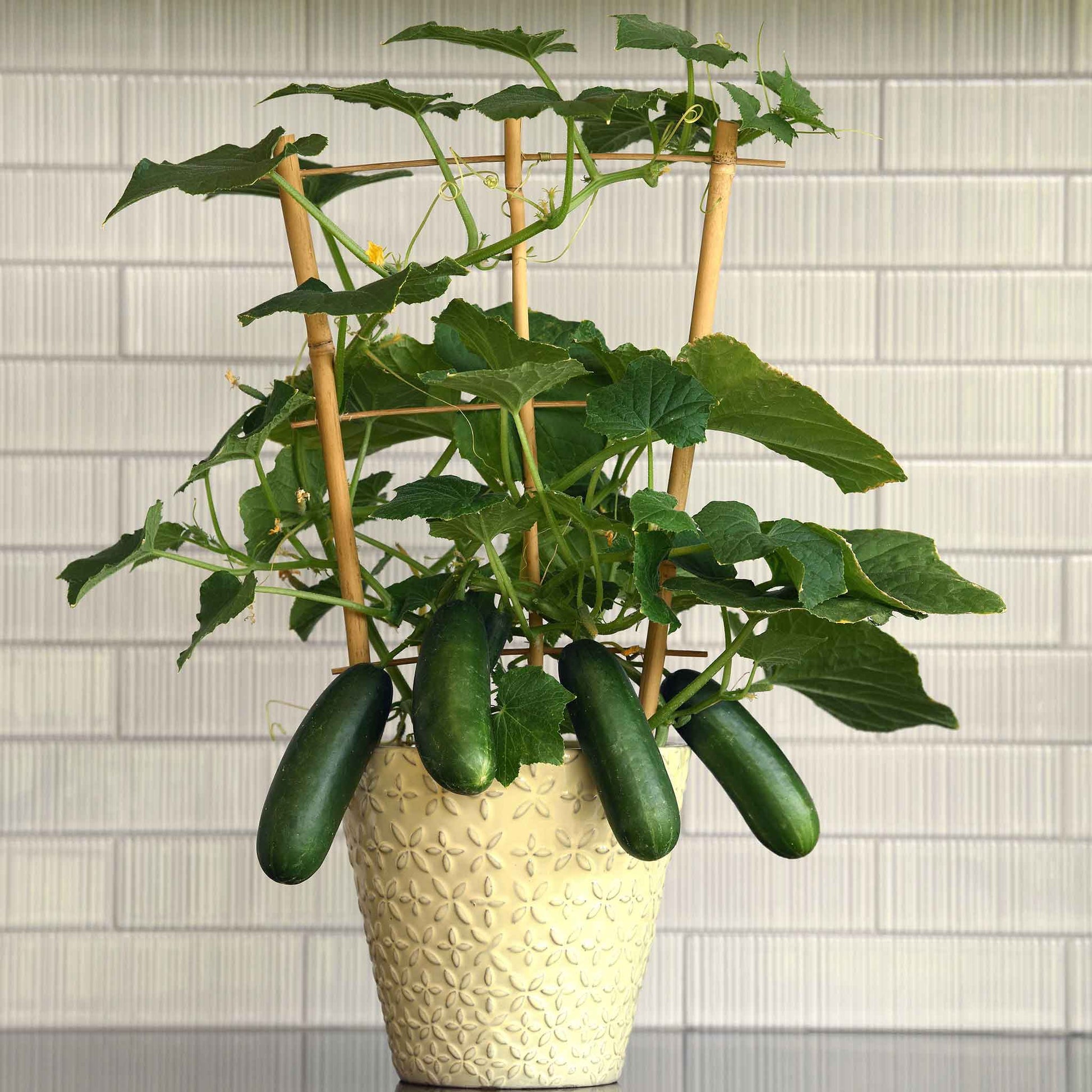 plant cucumber seeds indoors Bulk Cucumber Seeds - Kitchen Mini Quick Snack