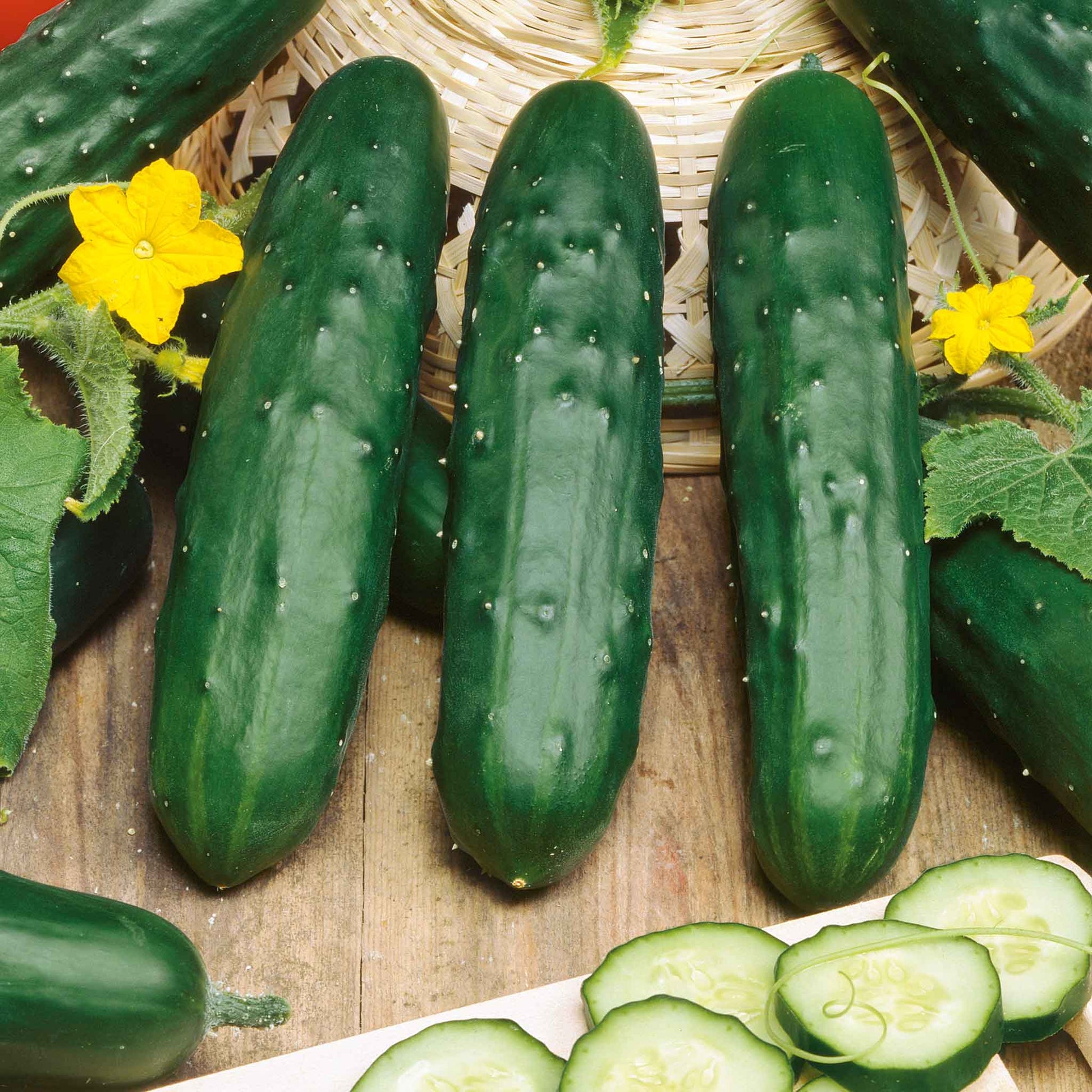 cucumber seeds for planting Bulk Cucumber Seeds - Marketer