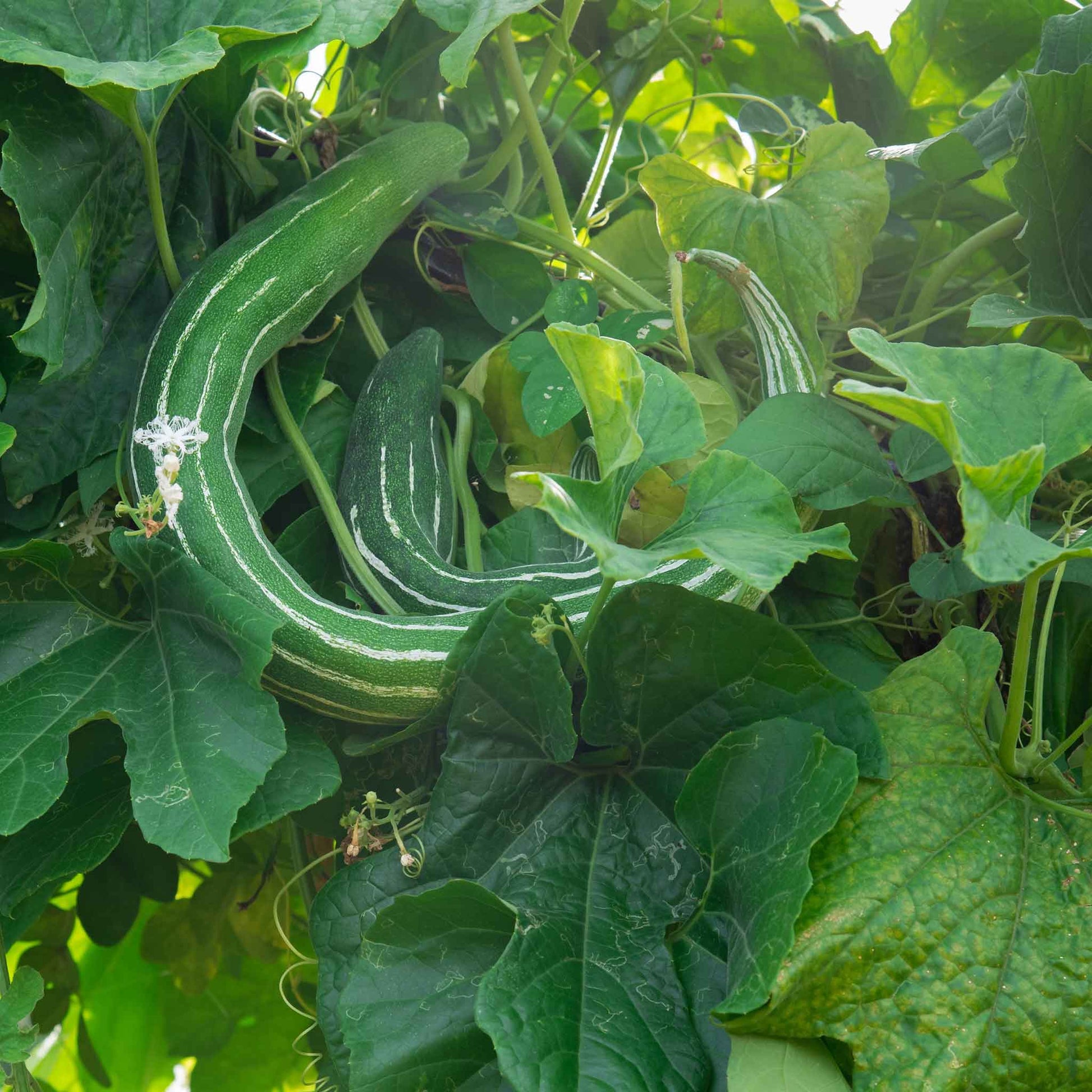 cucumber seeds or plants Bulk Cucumber Seeds - Painted Serpent