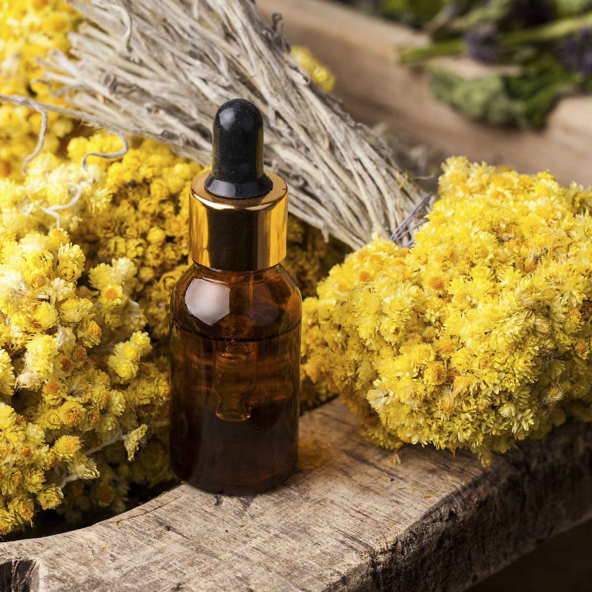 curry plant seeds near me Curry Plant Seeds - Immortelle | Herb Seeds