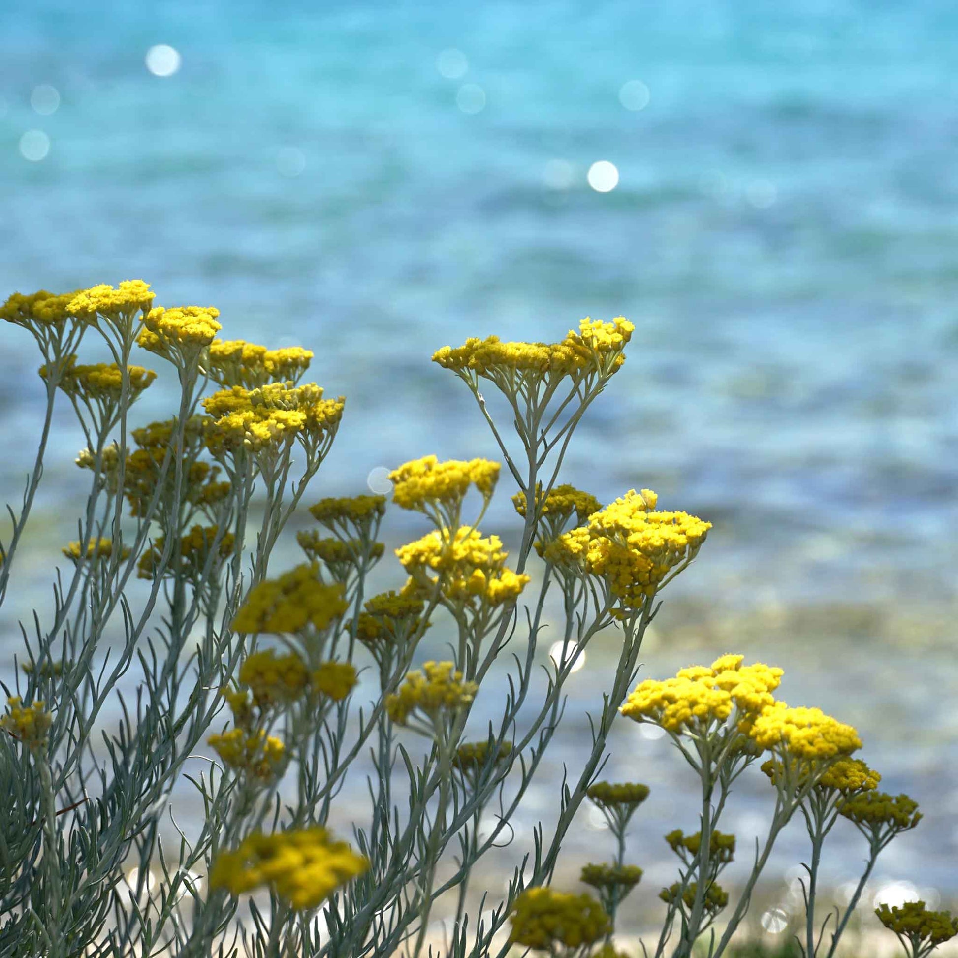 curry plant seeds near me Curry Plant Seeds - Immortelle | Herb Seeds