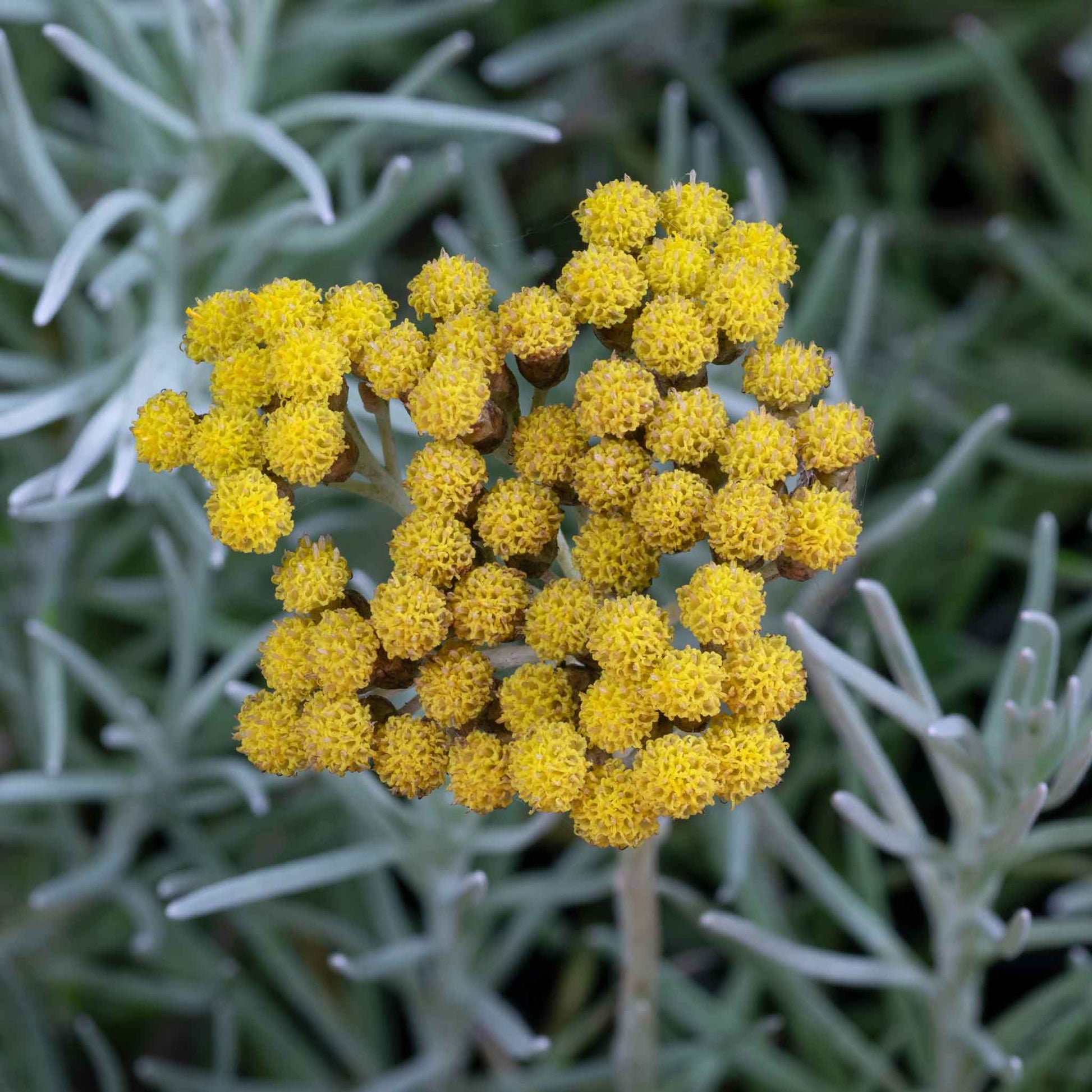 curry plant seeds near me Curry Plant Seeds - Immortelle | Herb Seeds
