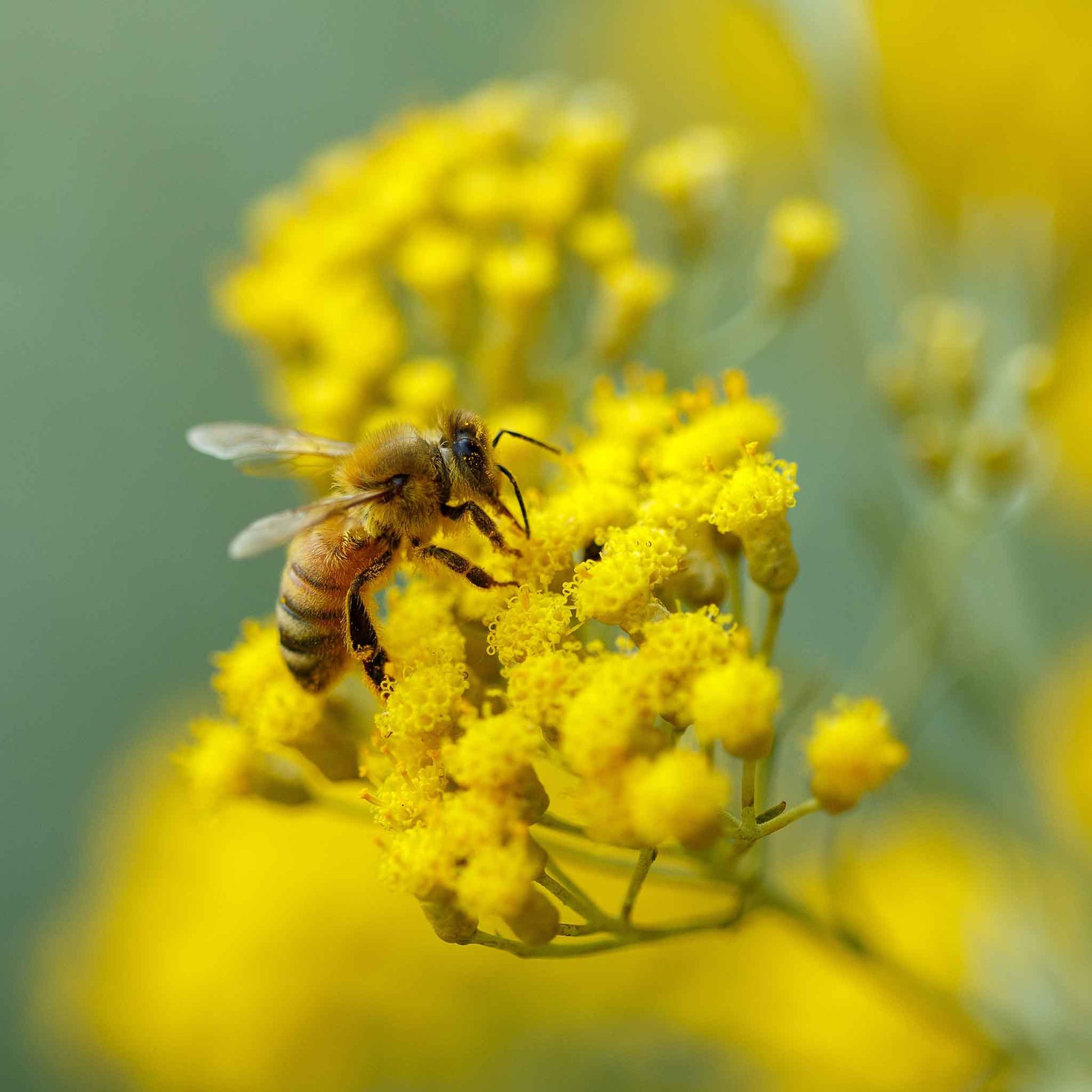 immortelle flower seeds Curry Plant Seeds - Immortelle | Herb Seeds