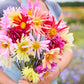 Person holding a bouquet of dahlia cactus flowered hybrid mix flowers in a garden setting