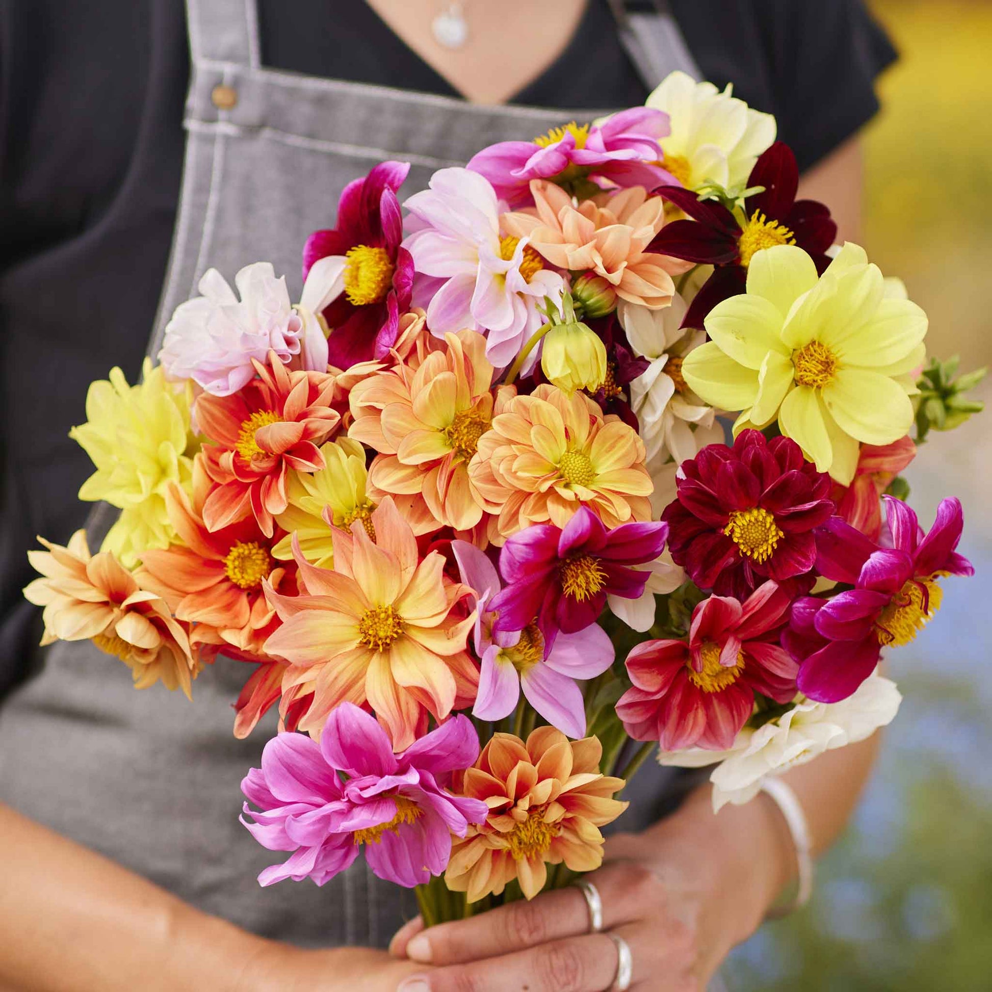 dahlia seeds for sale Bulk Dahlia Seeds - Early Bird