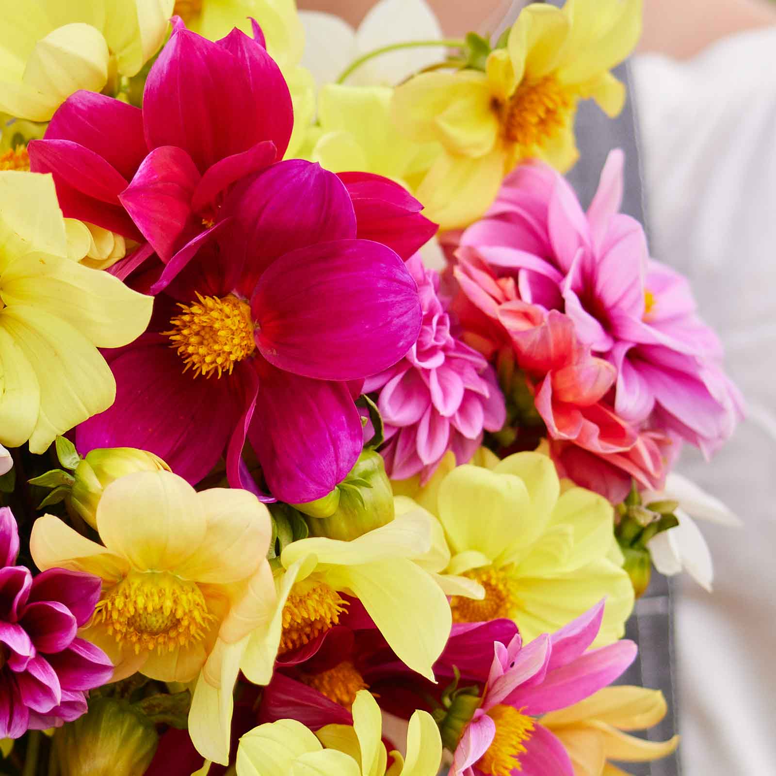dahlia seeds bulk Bulk Dahlia Seeds - Mixed Mignon