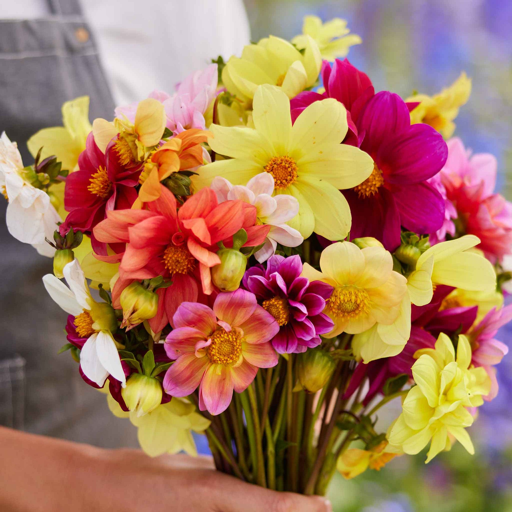 dahlias seeds for sale Bulk Dahlia Seeds - Mixed Mignon