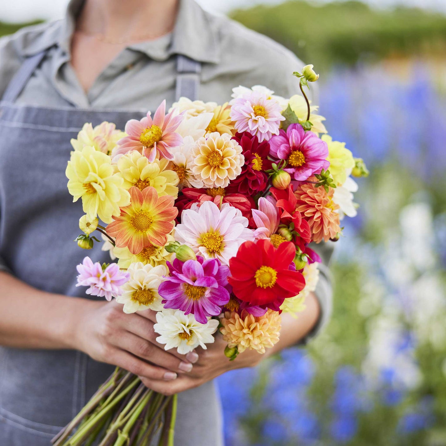 Person holding a bouquet of dahlia pompon double flowered mix flowers in a garden setting