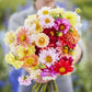 Person holding a bouquet of dahlia pompon double flowered mix flowers in a garden setting