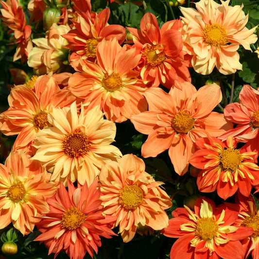 dahlia sunny reggae
